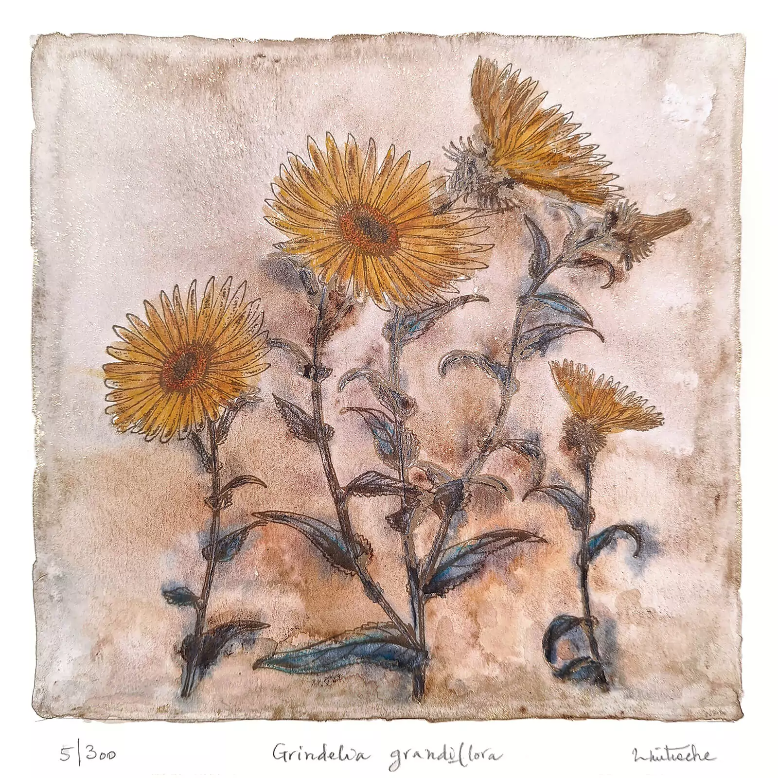 Grindelia - gravură [2]