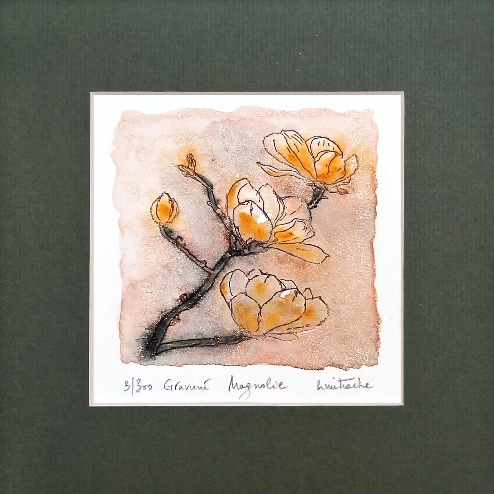 Magnolie galbenă - gravură [2]