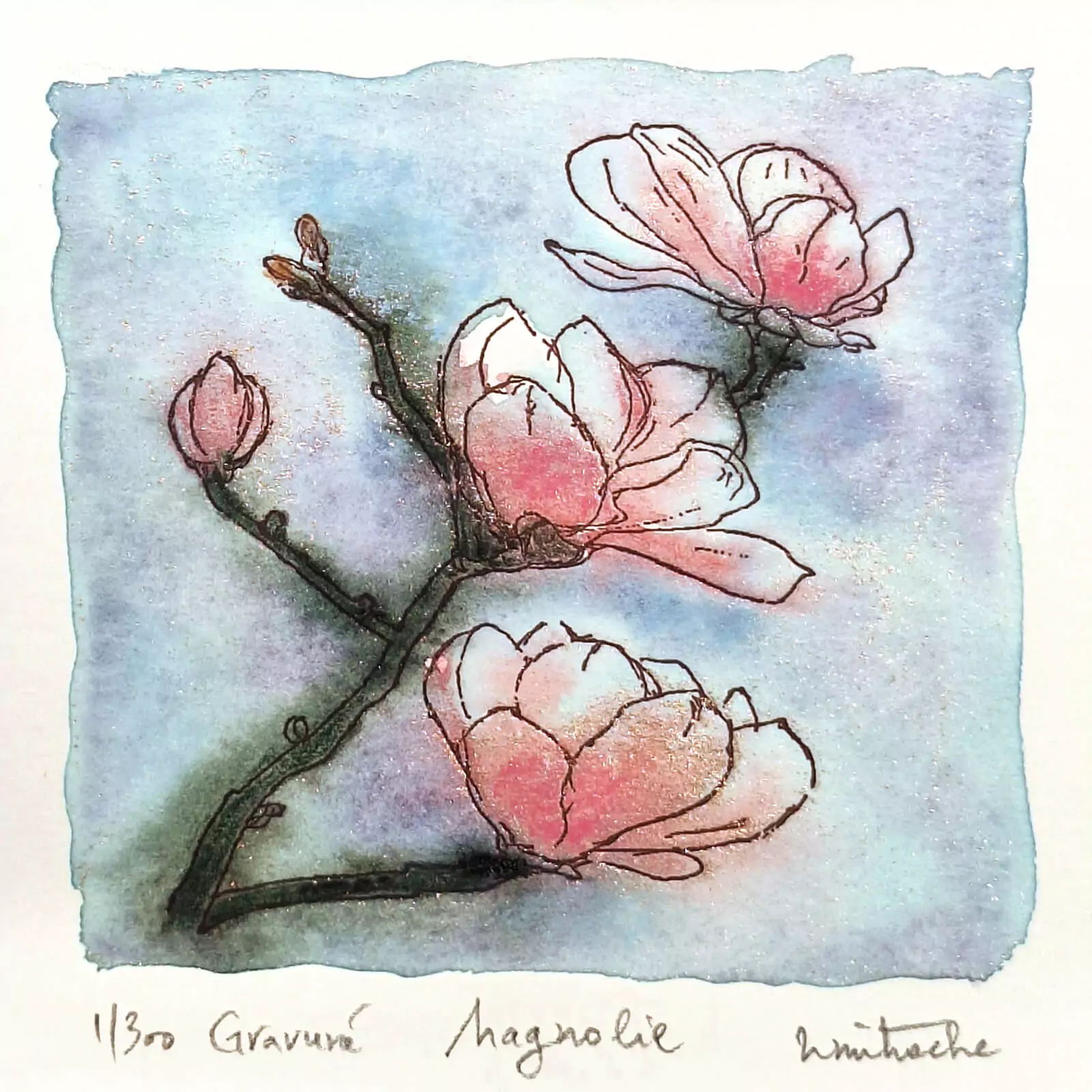 Magnolii roz - gravură [1]