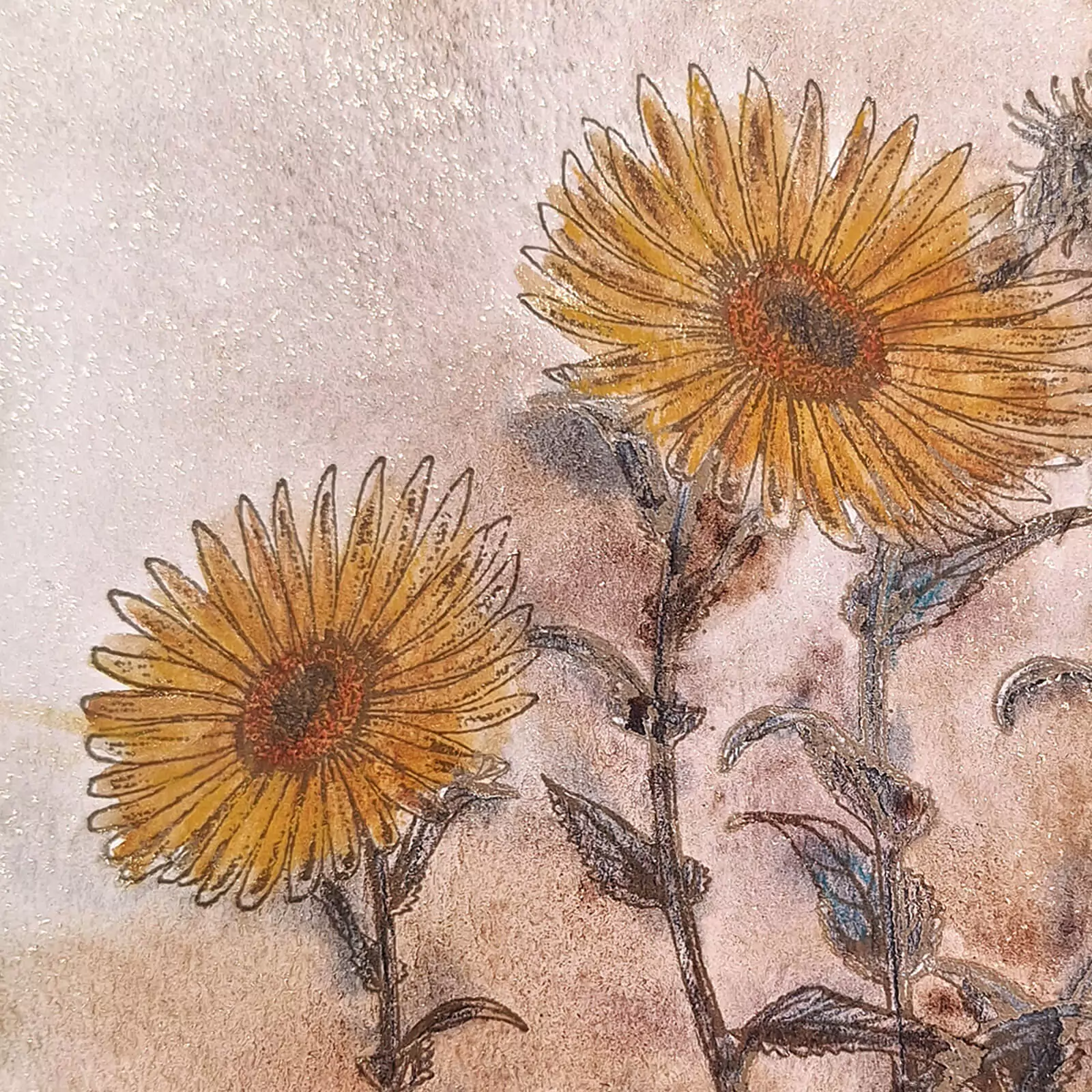 Grindelia - gravură [2]