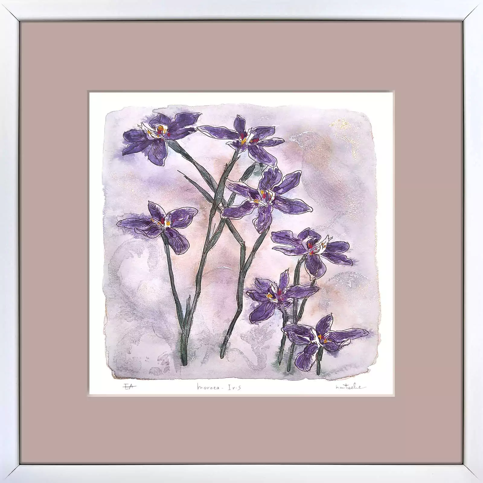 Acuarele cu Flori - Iriși - Moraea - gravură