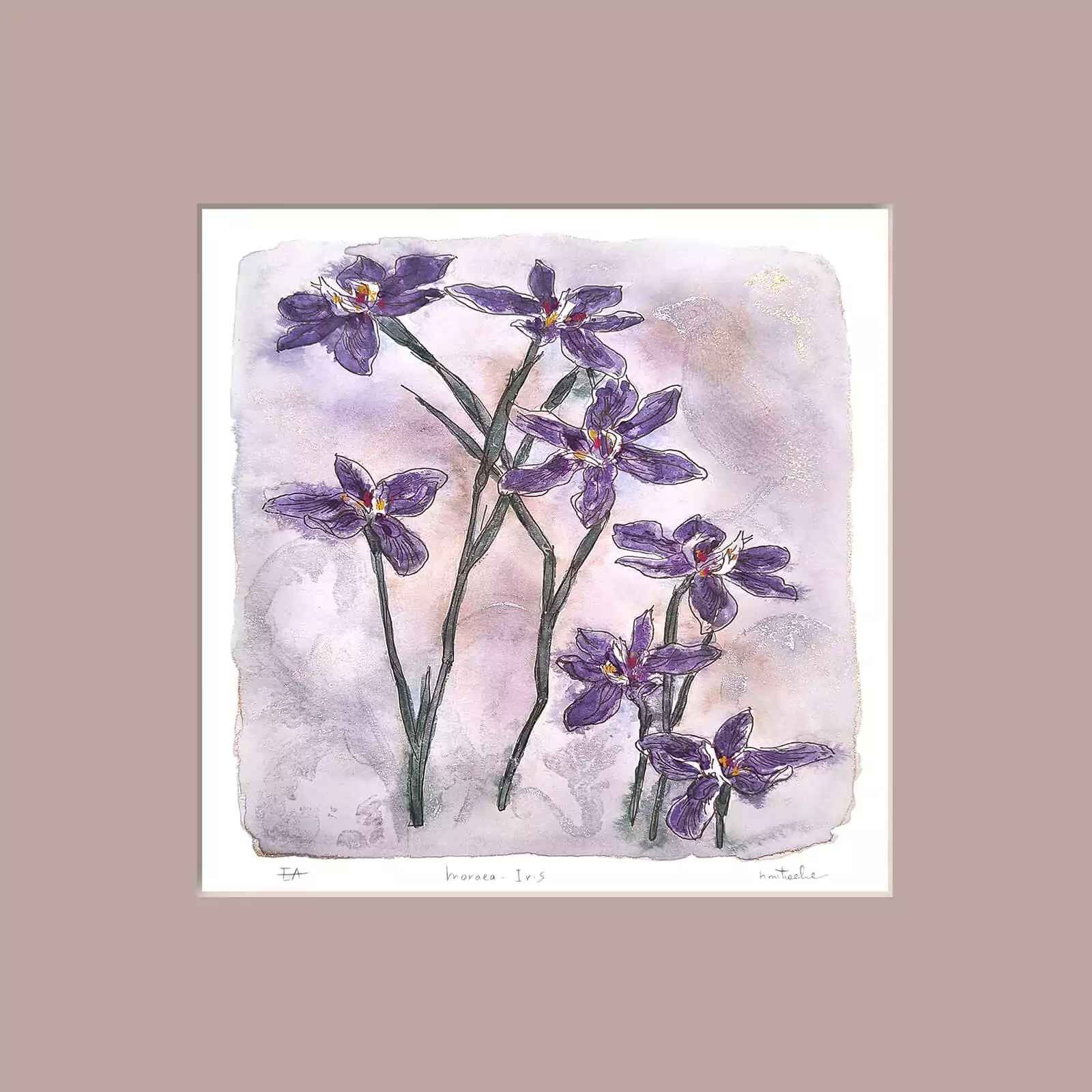Iriși - Moraea - gravură [3]