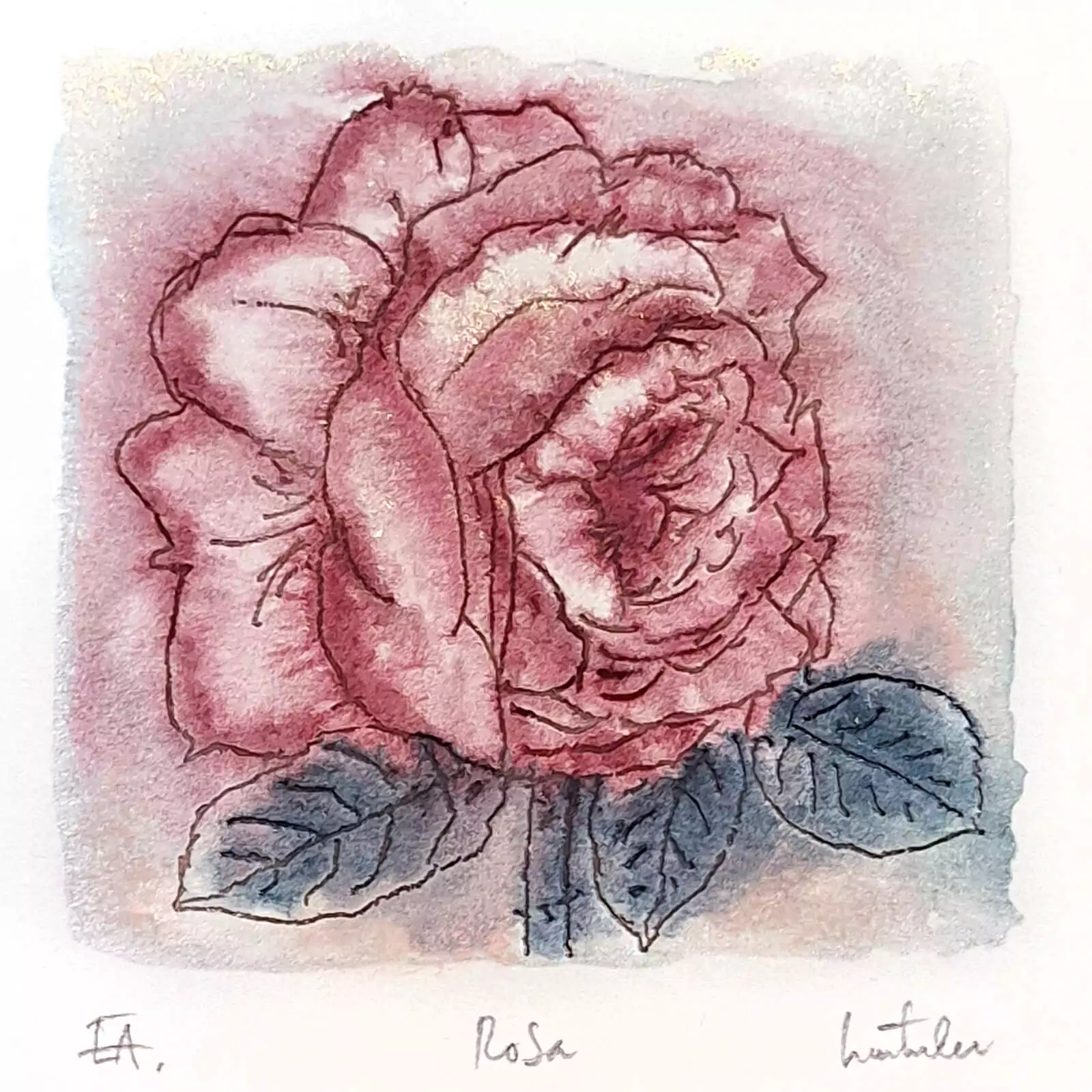 Rosa - gravură [1]