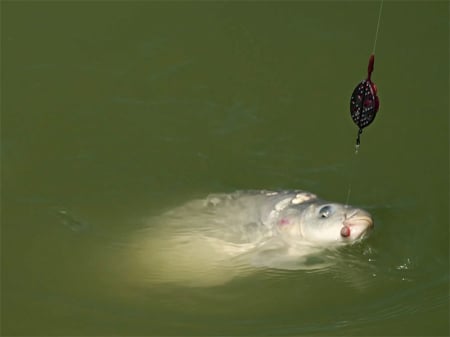 Method feeder Delphin Method QUIX L / 60g [3]