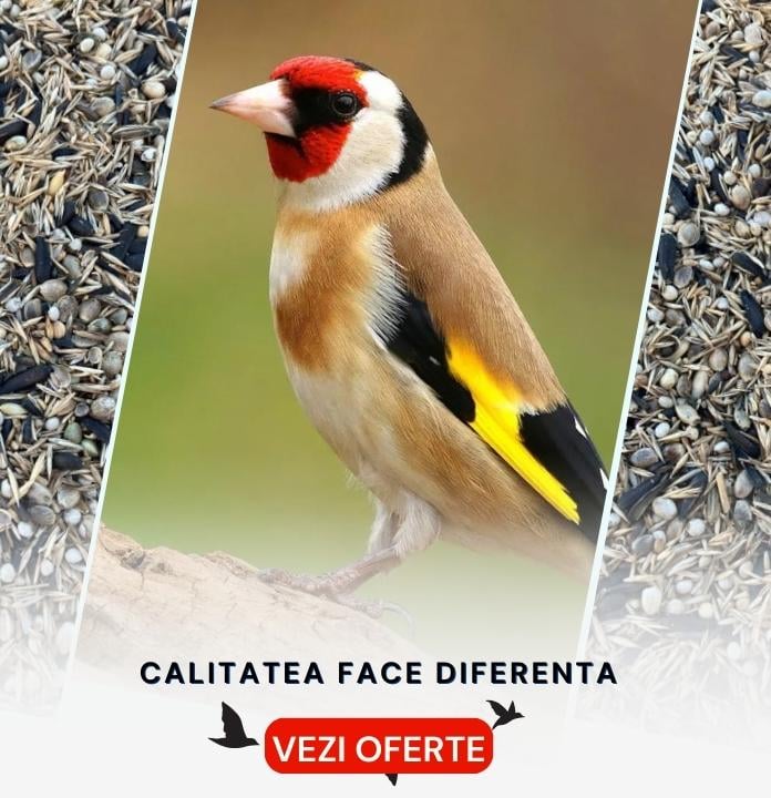 Hrana pentru pasari