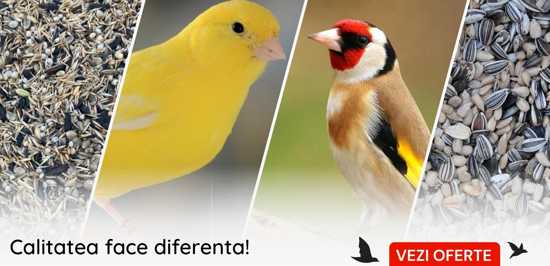 Hrana pentru pasari