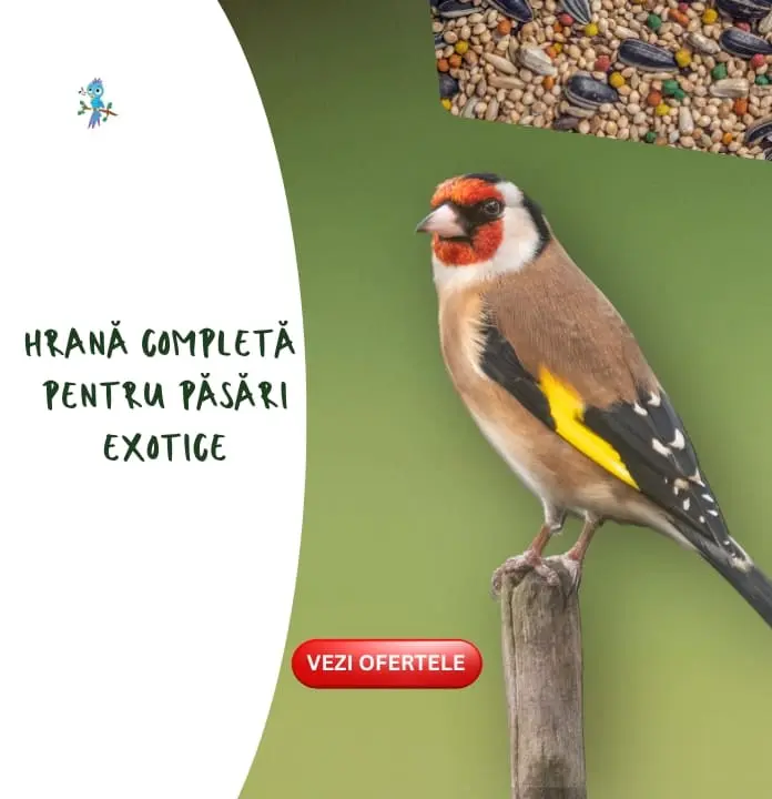 Magazin online de hrana si accesorii pentru pasari