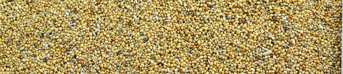 Semințe Manitoba Esotici 1kg pentru păsări exotice [2]