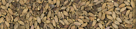 Seminte - Amestecuri de seminte - Seminte cardo mariano Manitoba 1 kg