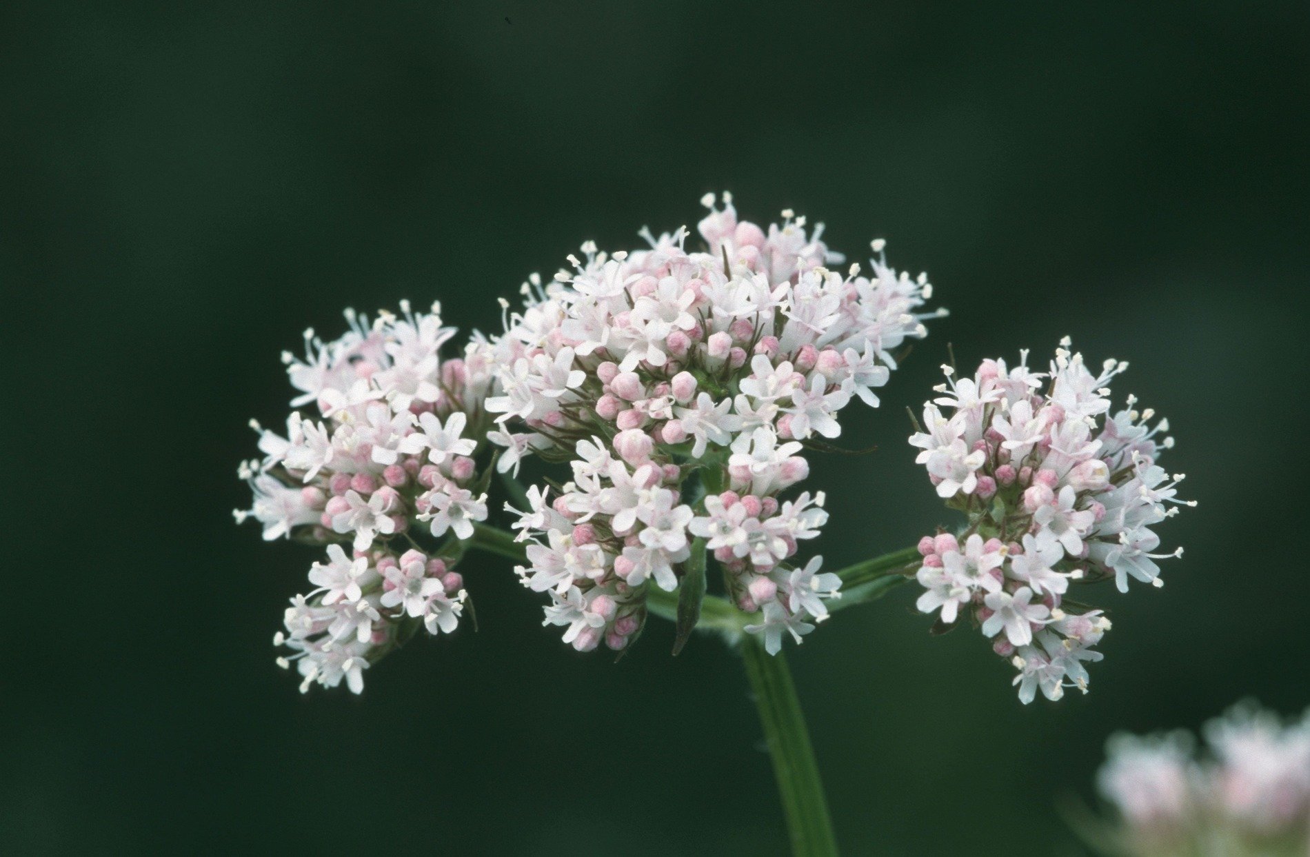 Beneficii ale Valerienei: Somn Odihnitor, Anxietate Redusă și Relaxare