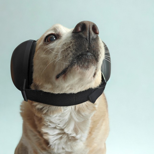 Antifoane protectie auz animale, dimensiune M, Negru [3]