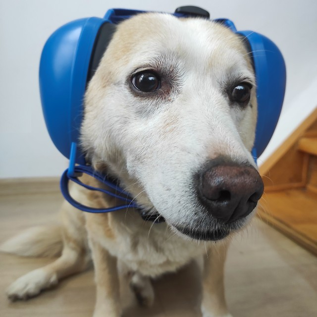 Casti antifonice pentru caini, protectie auz animale, dimensiune L, Diverse culori [12]