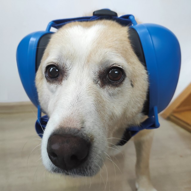Casti antifonice pentru caini, protectie auz animale, dimensiune L, Diverse culori [8]
