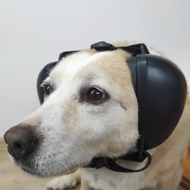 Casti antifonice pentru catei, protectie auz animale, dimensiune L, Negru [6]