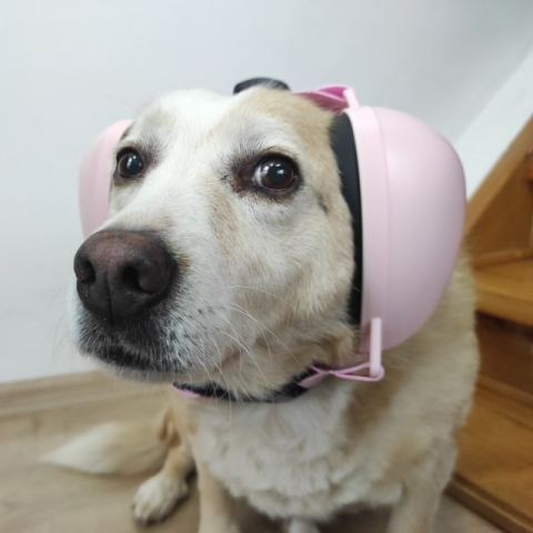 Antifoane protectie auz animale, dimensiune M, Roz Casti antifonice caini - Antifoane protectie auz animale, dimensiune M, Roz