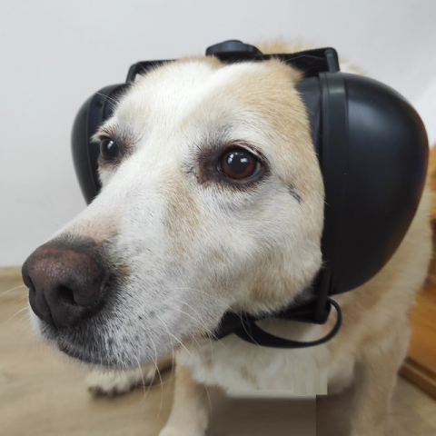 Antifoane protectie auz animale, dimensiune M, Diverse culori Casti antifonice caini - Antifoane protectie auz animale, dimensiune M, Diverse culori