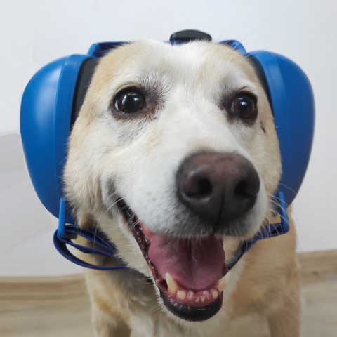 Antifoane protectie auz animale, dimensiune M, Bleu Casti antifonice caini - Antifoane protectie auz animale, dimensiune M, Bleu