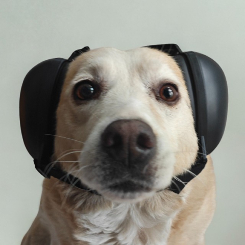 Antifoane protectie auz animale, dimensiune M, Negru [6]