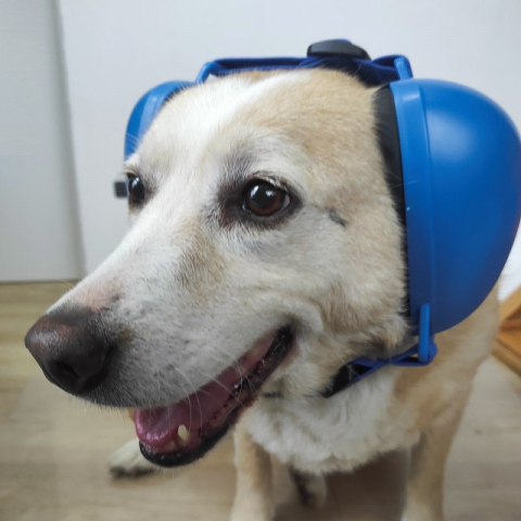 Casti antifonice pentru caini, protectie auz animale, dimensiune L, Diverse culori [6]