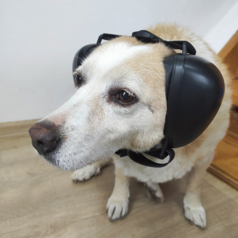 Casti antifonice pentru catei, protectie auz animale, dimensiune L, Negru [9]