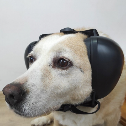 Casti antifonice pentru catei, protectie auz animale, dimensiune L, Negru [5]
