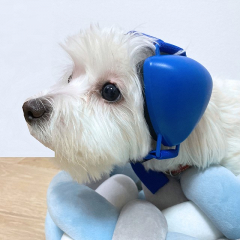 Casti antifonice pentru catei, dimensiune S, Bleu Casti antifonice caini - Casti antifonice pentru catei, dimensiune S, Bleu