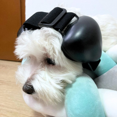 Casti antifonice pentru catei, dimensiune S, Negru Casti antifonice caini - Casti antifonice pentru catei, dimensiune S, Negru