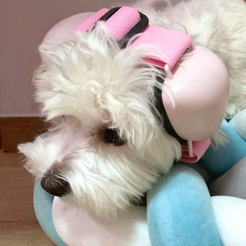 Casti antifonice pentru catei, dimensiune S, Diverse culori Casti antifonice caini - Casti antifonice pentru catei, dimensiune S, Diverse culori