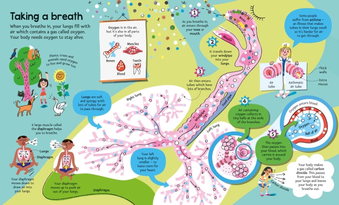 9781836040224 Usborne Big Book of The Body [2]