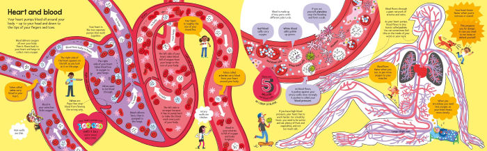 9781836040224 Usborne Big Book of The Body [4]