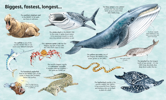9781836040194  Usborne Big Book of Sea Creatures [5]