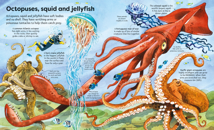 9781836040194  Usborne Big Book of Sea Creatures [2]