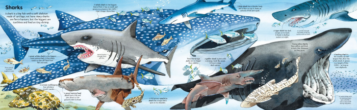 9781836040194  Usborne Big Book of Sea Creatures [4]
