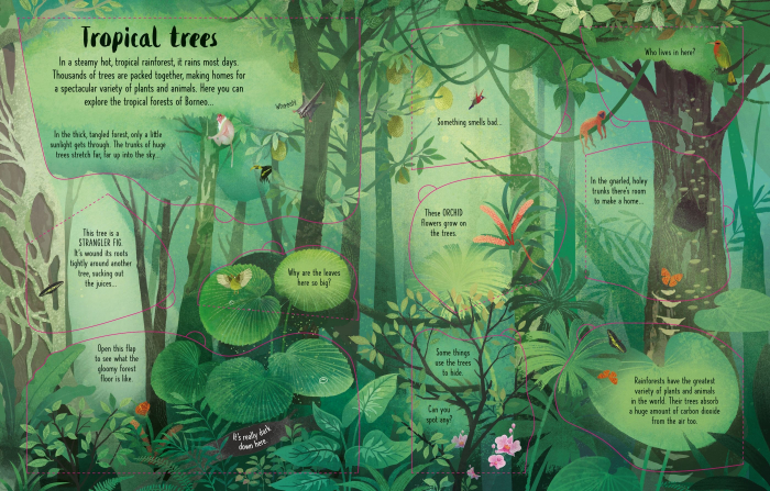 9781474986137 Usborne Lift-the-Flap Trees [3]