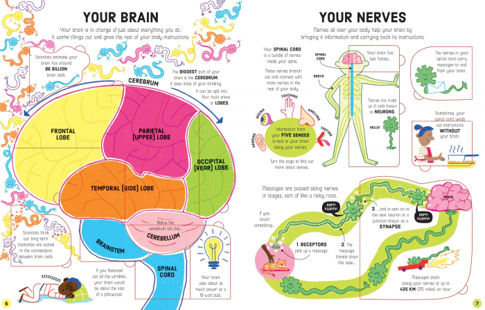 9781474950732 Usborne Lift-the-Flap How Your Body Works [5]