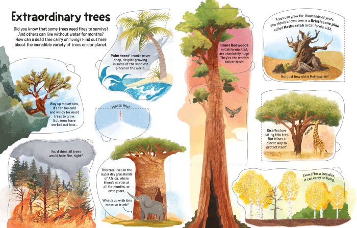9781836044512 Usborne See Inside Trees [4]