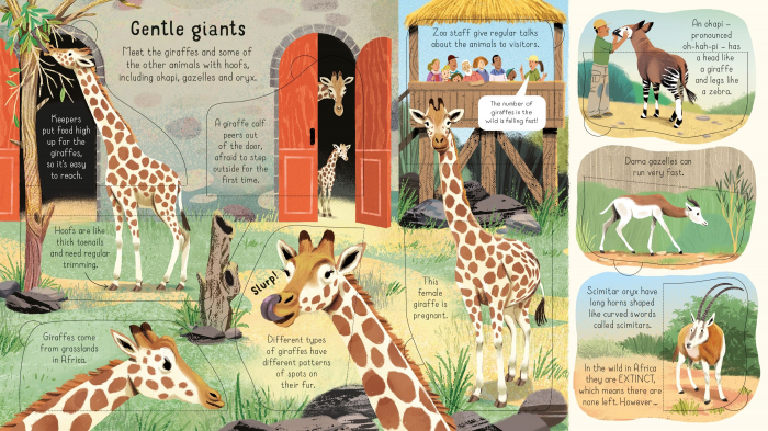 9781803701752 Usborne Look inside a Zoo [4]