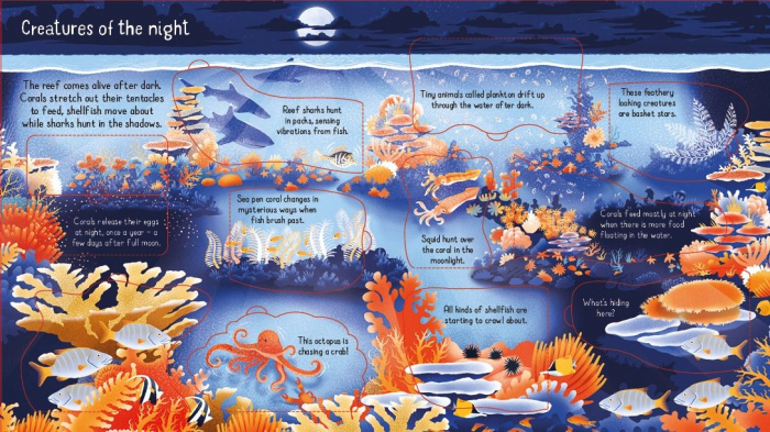 9781474998918 Usborne Look inside a Coral Reef [4]