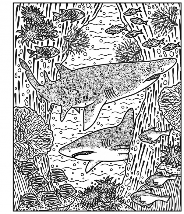 9781805079385 Usborne Sharks Magic Painting Book [2]