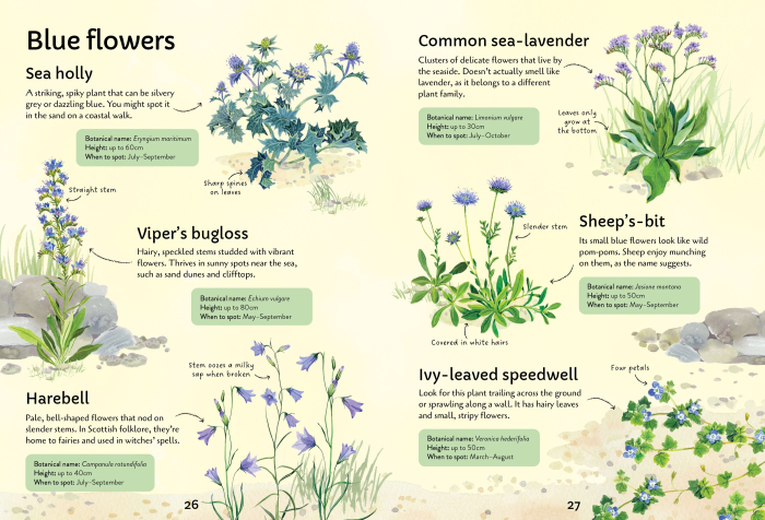 9781805073017 Usborne Spotter's Guides: Wild Flowers [4]