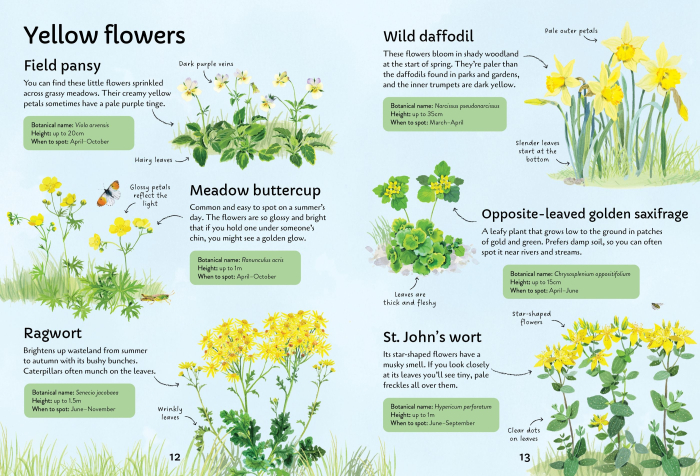 9781805073017 Usborne Spotter's Guides: Wild Flowers [3]