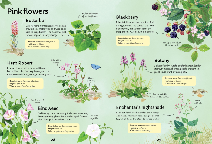 9781805073017 Usborne Spotter's Guides: Wild Flowers [5]