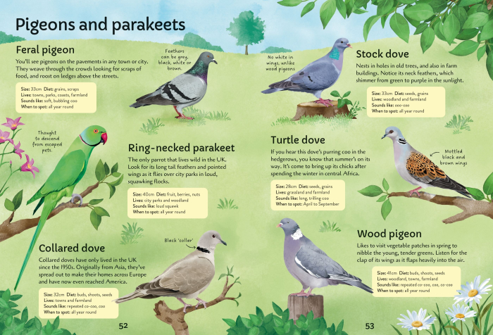 9781805072997 Usborne Spotter's Guides: Birds [5]