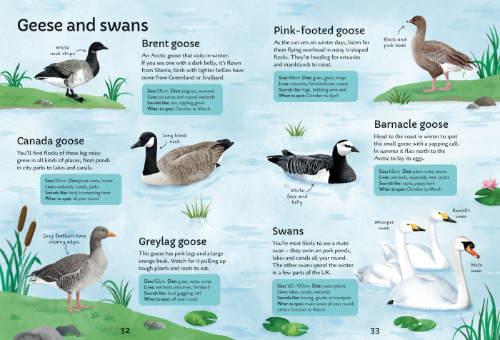 9781805072997 Usborne Spotter's Guides: Birds [4]