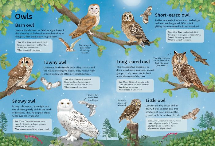 9781805072997 Usborne Spotter's Guides: Birds [6]