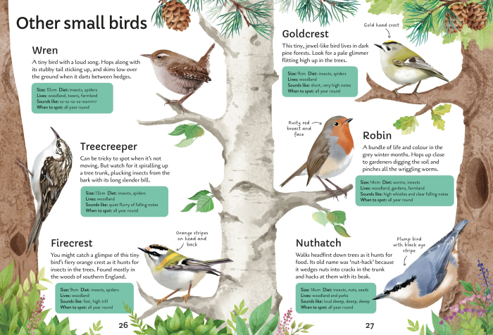 9781805072997 Usborne Spotter's Guides: Birds [3]