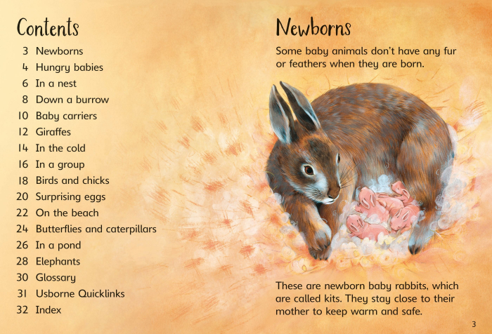 9781474979351 Usborne Beginners Baby Animals [2]