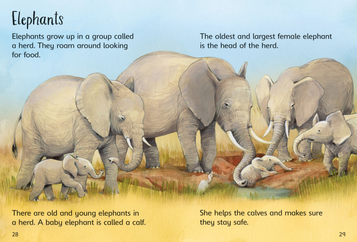 9781474979351 Usborne Beginners Baby Animals [6]