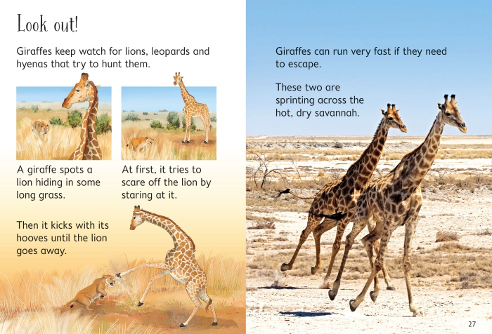 9781474968065 Usborne Beginners Giraffes [4]