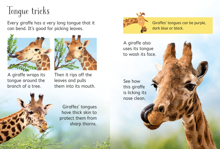 9781474968065 Usborne Beginners Giraffes [2]
